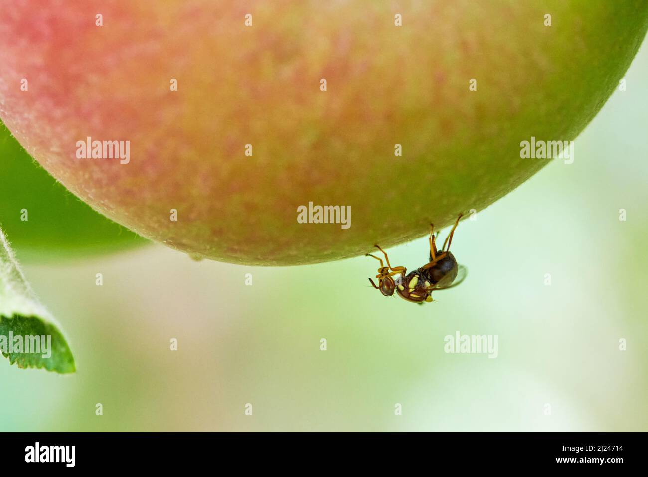 Bactrocera tryoni oder Queensland Fruit Fly, weiblicher stechender Apfel während der Eiablage. Stockfoto