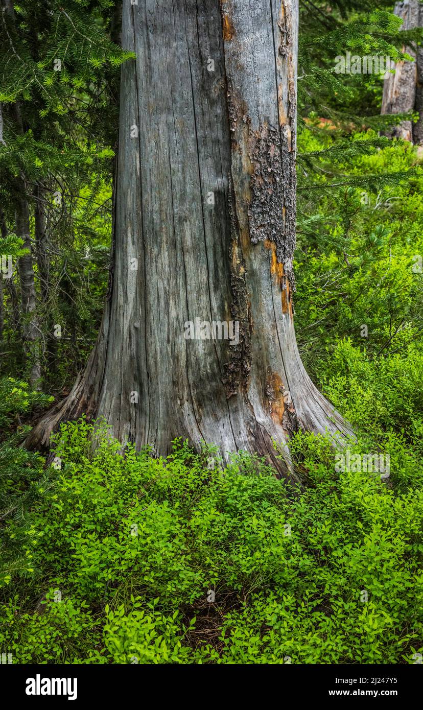 Ein alter Baumstamm, umgeben von einer schönen grünen Bodendecke in den Crazy Mountains von Montana, USA. Stockfoto