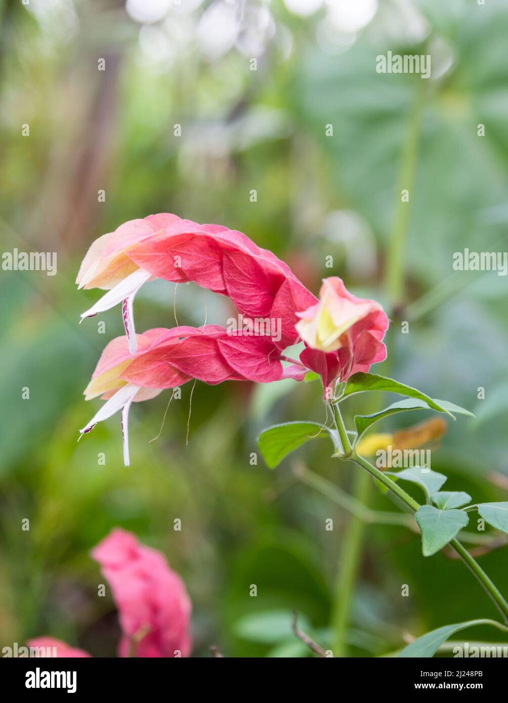 Garnelenpflanze oder Busch, justicia brandegeeana, rote Bracts Blume mit weißen Flügeln, bekannt als mexikanische Garnelen oder Lollypop Pflanze, im Garten Stockfoto