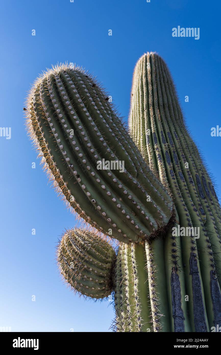 Neue Arme, die auf dem Saguaro-Kaktus aufgehen (Carnegiea gigantea  Stockfotografie - Alamy
