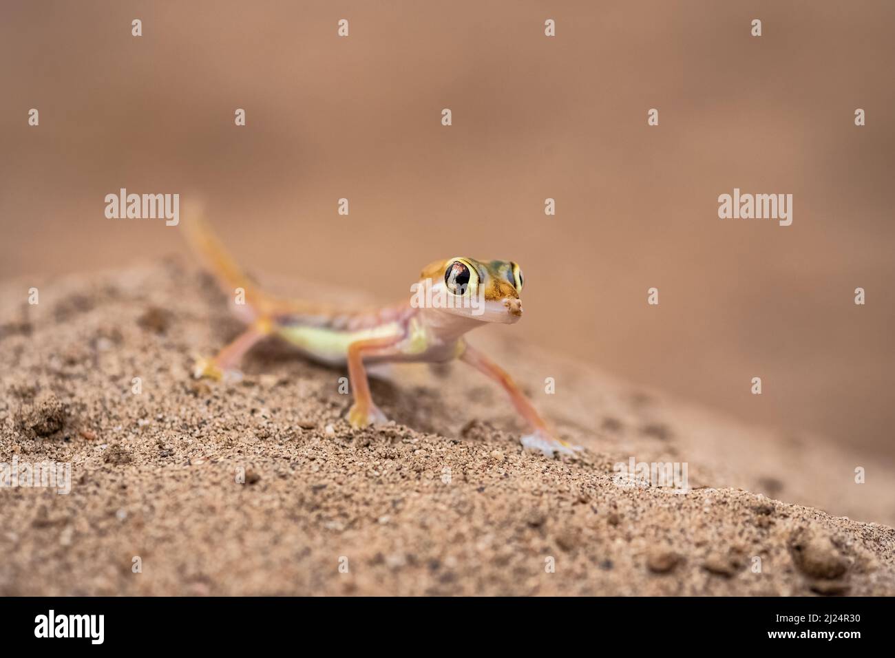Ein Namib-Sandgecko, eine kleine bunte Eidechse in der Namib-Wüste Stockfoto