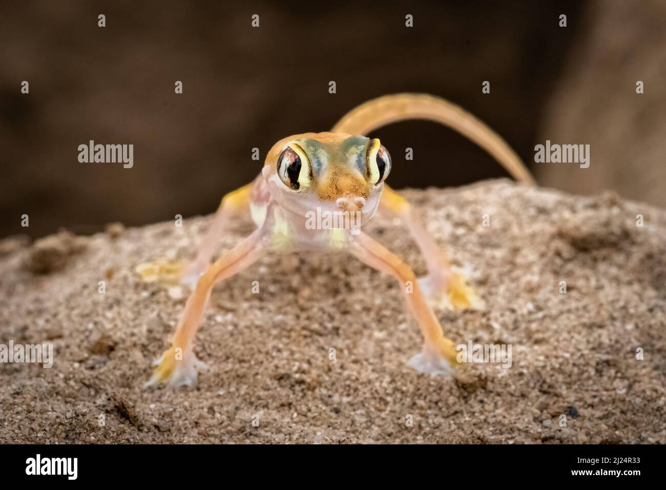 Ein Namib-Sandgecko, eine kleine bunte Eidechse in der Namib-Wüste Stockfoto