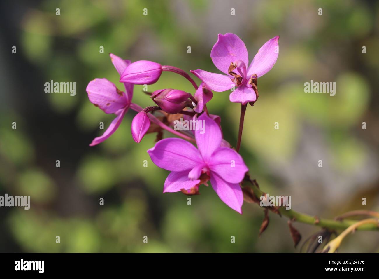 Spathoglottis plicata, allgemein bekannt als die philippinische Grundorchidee, oder große violette Orchidee ist eine immergrüne, terrestrische Pflanze mit überfüllten Pseudobulben. Stockfoto