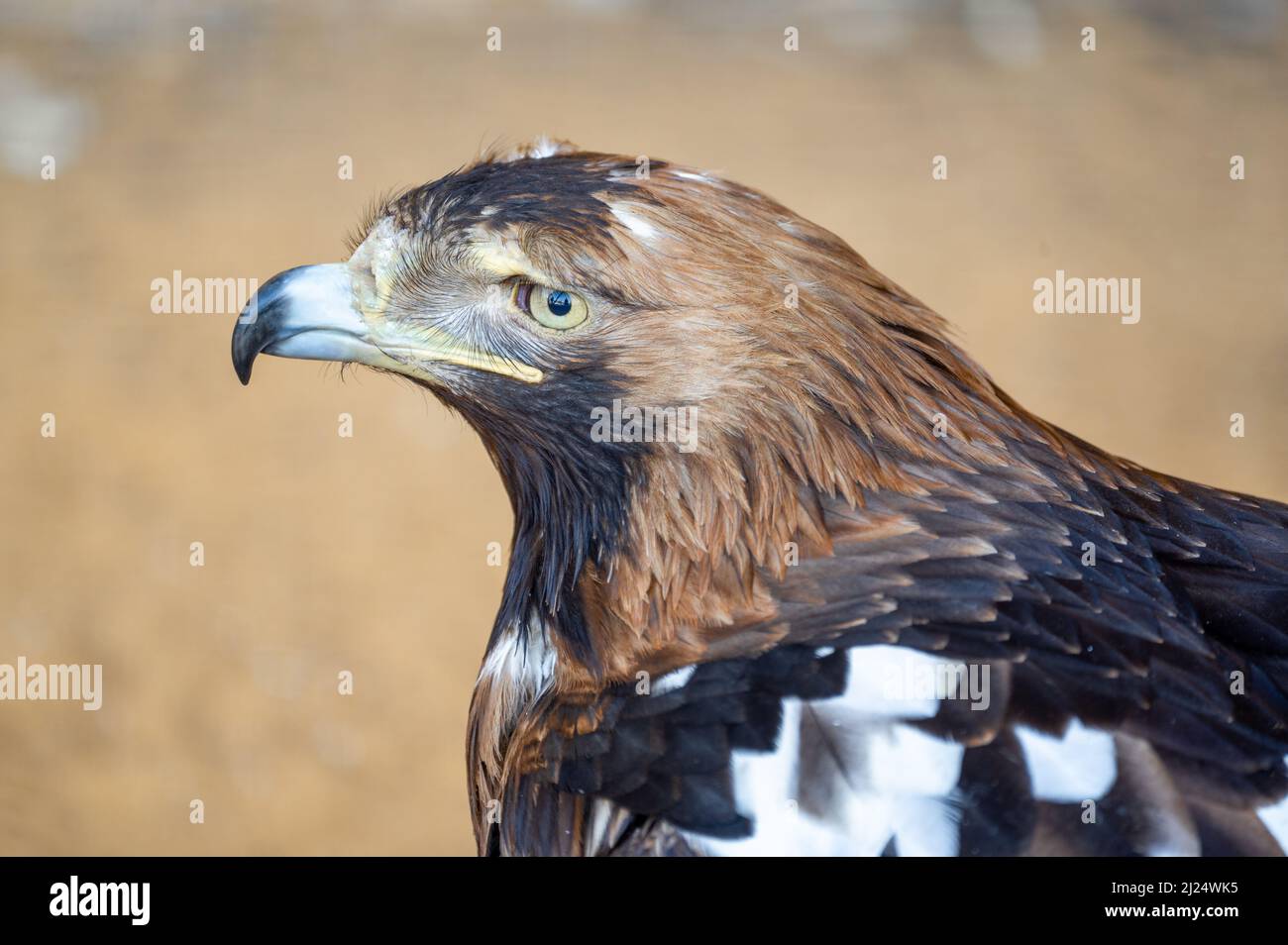 nahaufnahme des adlerkopfes. Steppenadler. Steppenadler, Aquila nipalensis ist ein großer Greifvogel aus der Familie der Accipitridae. Junges Männchen Stockfoto