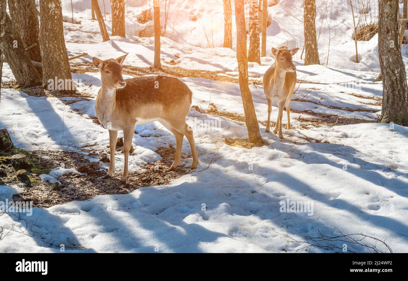 doe steht ruht auf trockenem Gras im Wald, in natürlichem Lebensraum. Doe oder europäischer Dama dama mittelgroßer Hirsch in Europa verbreitet. Winterzeit Stockfoto