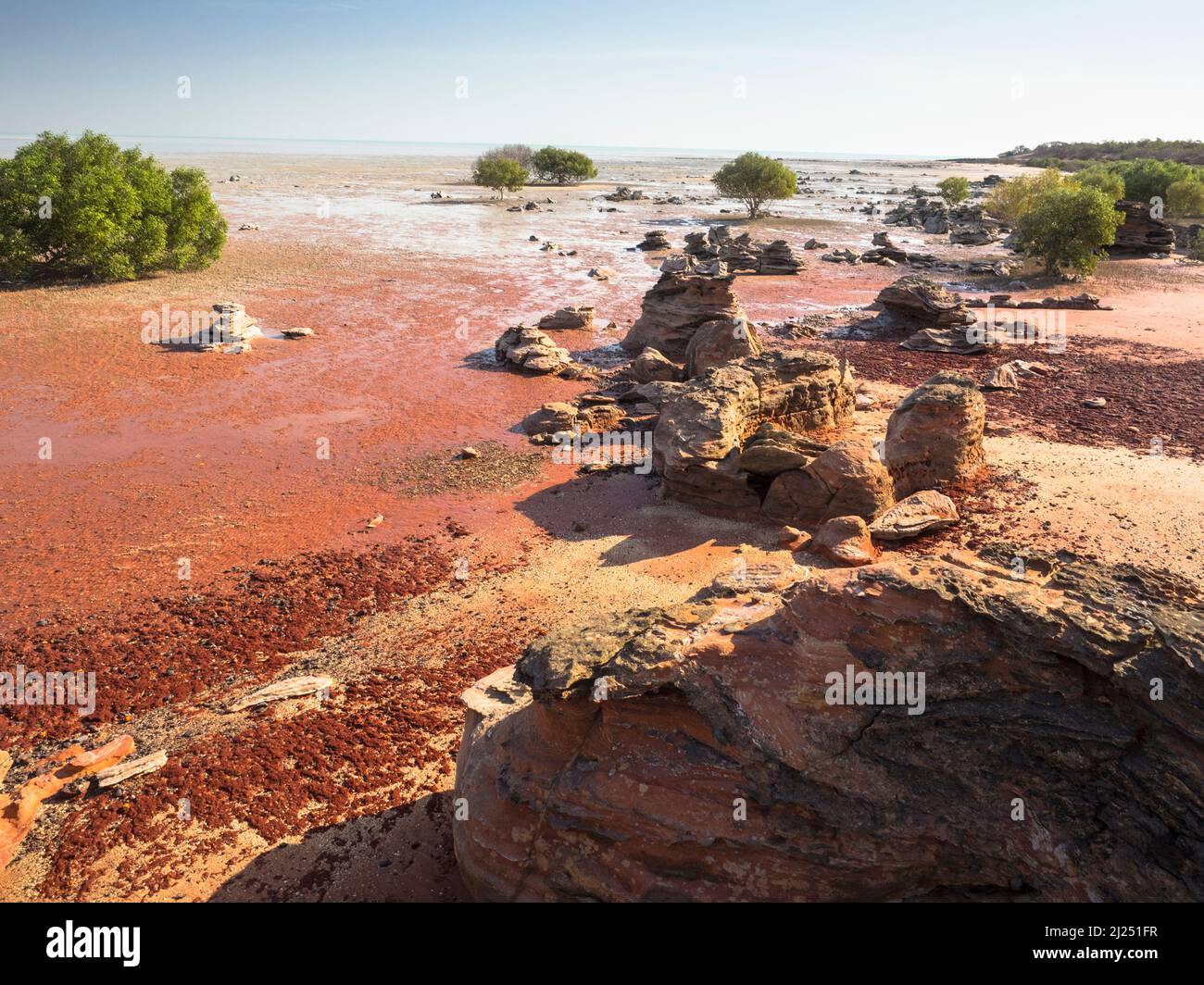 White Mangroves (Avicennia Marina) und Wattflächen bei Ebbe, Roebuck Bay, Broome Stockfoto