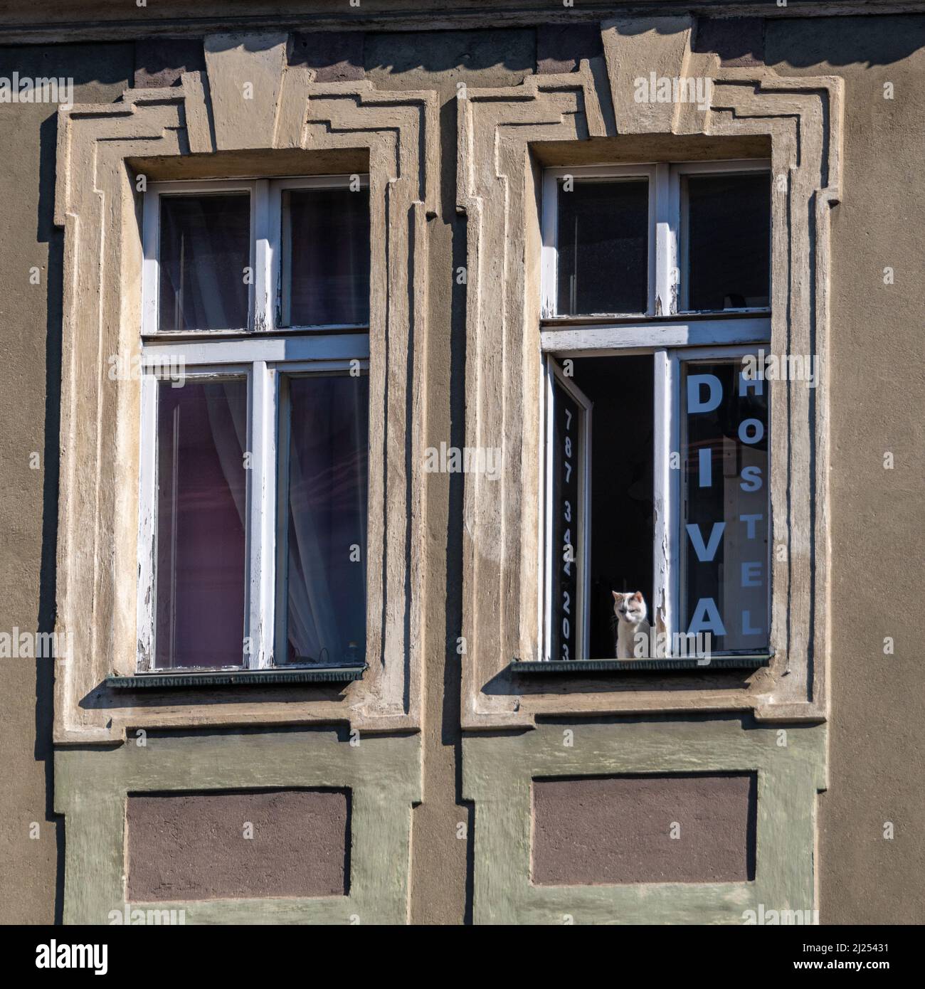 Weiße Katze im offenen Fenster des Hostels Stockfoto