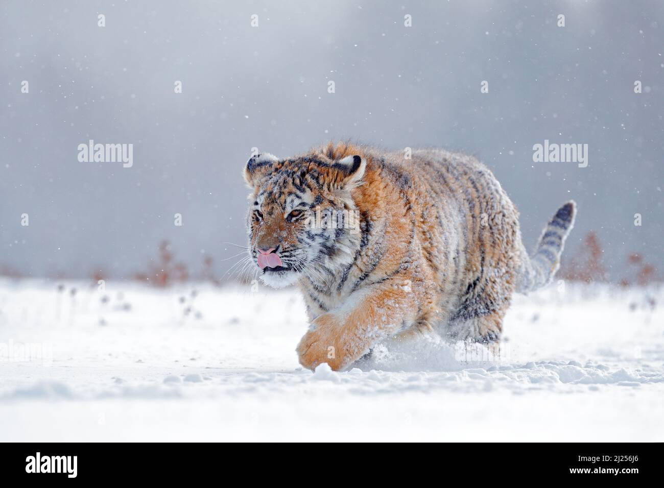Tiger in wilder Winternatur, Laufen im Schnee. Sibirischer Tiger, Panthera tigris altaica. Schneeflocken mit Wildkatze. Action Wildlife Szene mit Gefahr Stockfoto