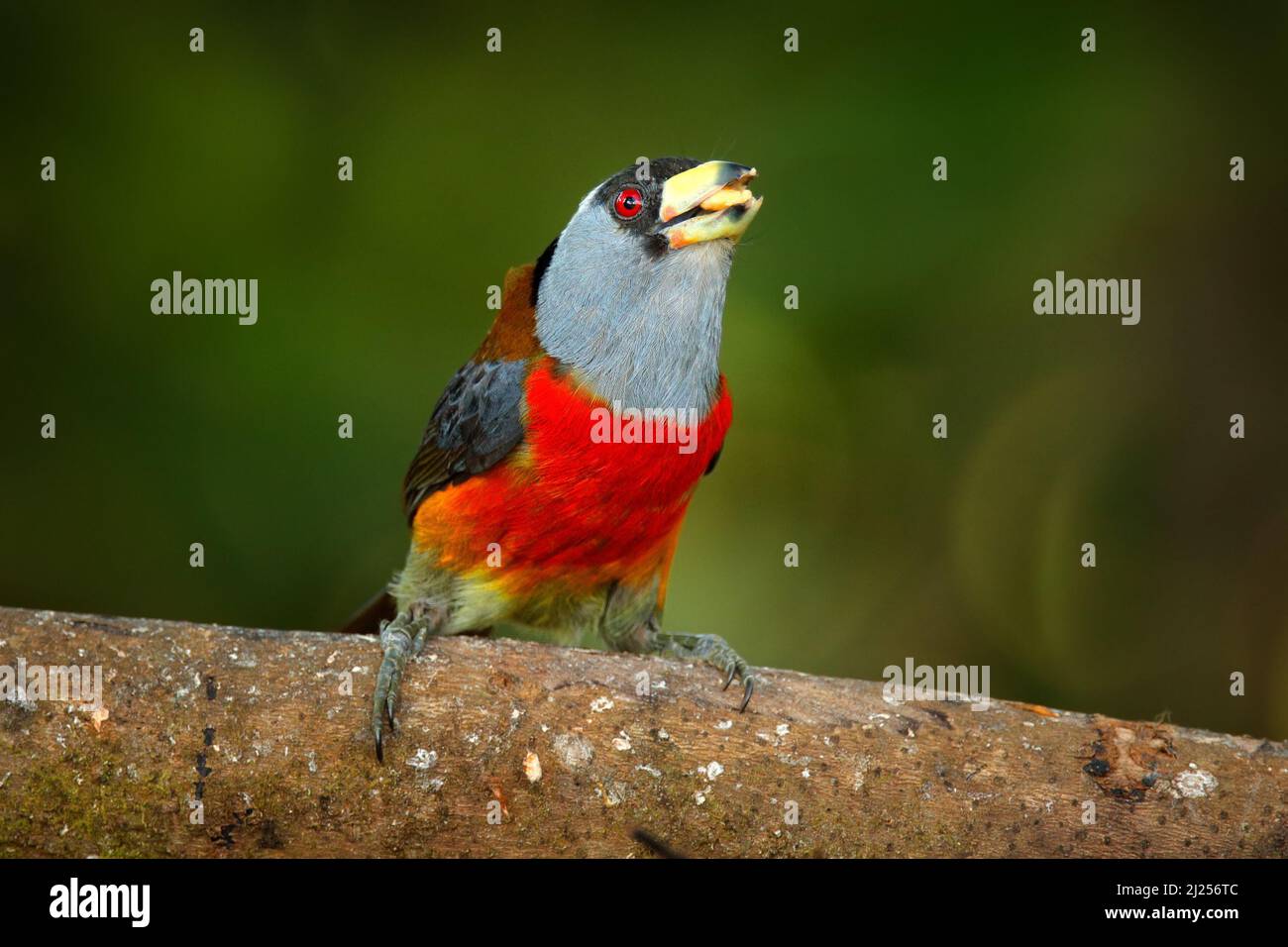 Wildtiere Ecuador. Toucan Barbet, Semnornis ramphastinus, Bellavista, Mindo in Ecuador, exotischer grauer und roter Vogel. Wildlife-Szene aus der Natur. Vogelbeobachtung Stockfoto