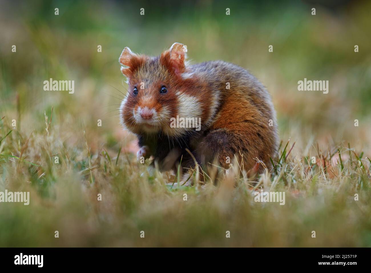 Europäischer Hamster, Cricetus cricetus, im Wiesengras, Wien, Österreich. Braun und weiß Schwarzbauchhamster, Vorderansicht Porträt in der Natur Habita Stockfoto