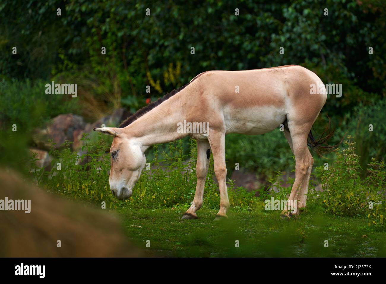 Kuran, Equus hemionus Kuran, auch transkaspischer Wildesel genannt, in der Natur Habitat, Gobi in China. Wild Asia Pferd in der Natur Lebensraum. Ass von T Stockfoto
