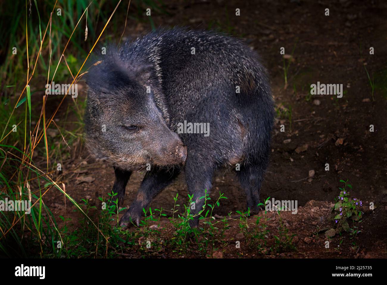 Halsbandpeccary, Pecari tajacu, wildes Tier im natürlichen Lebensraum. Peccary Schwein im Wald Lebensraum, Pantanal in Brasilien. Paccary in wilder Natur, wil Stockfoto