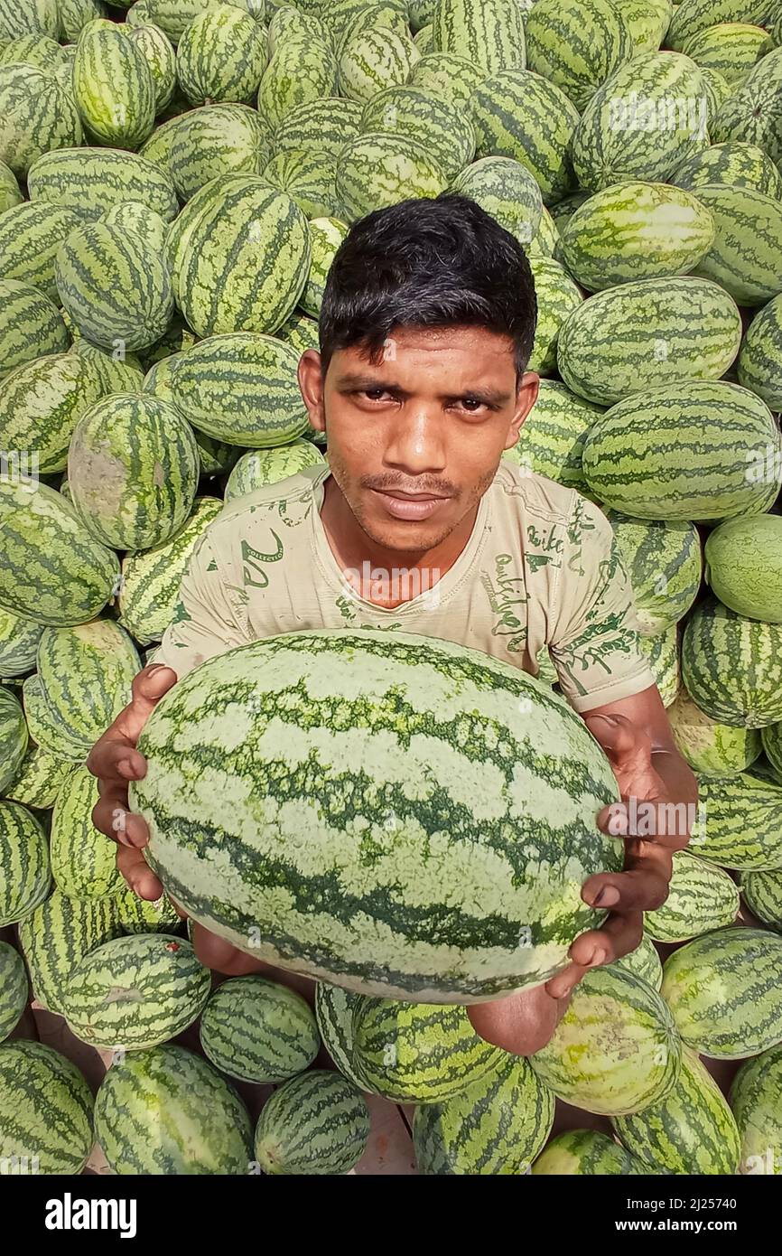 Narayanganj, Dhaka, Bangladesch. 30. März 2022. Ein Verkäufer zeigt Wassermelone, um die Kunden auf einem geschäftigen Obstgroßmarkt am Flussufer in Narayanganj, Bangladesch, zum Verkauf anzuziehen. Jeden Tag kommen mehr als 50.000 Wassermelonen aus verschiedenen Bezirken zu diesem großen Obstmarkt. Arbeiter tragen große Körbe mit Wassermelonen von den Holzbooten, bevor sie in Lieferwagen verladen werden, die darauf warten, sie in alle Ecken von Bangladesch zu transportieren. Wassermelonen von guter Qualität waren in diesem Jahr wegen der günstigen Wetterbedingungen und der verbesserten Landwirtschaft eine große Ernte. Einer der größten Stockfoto