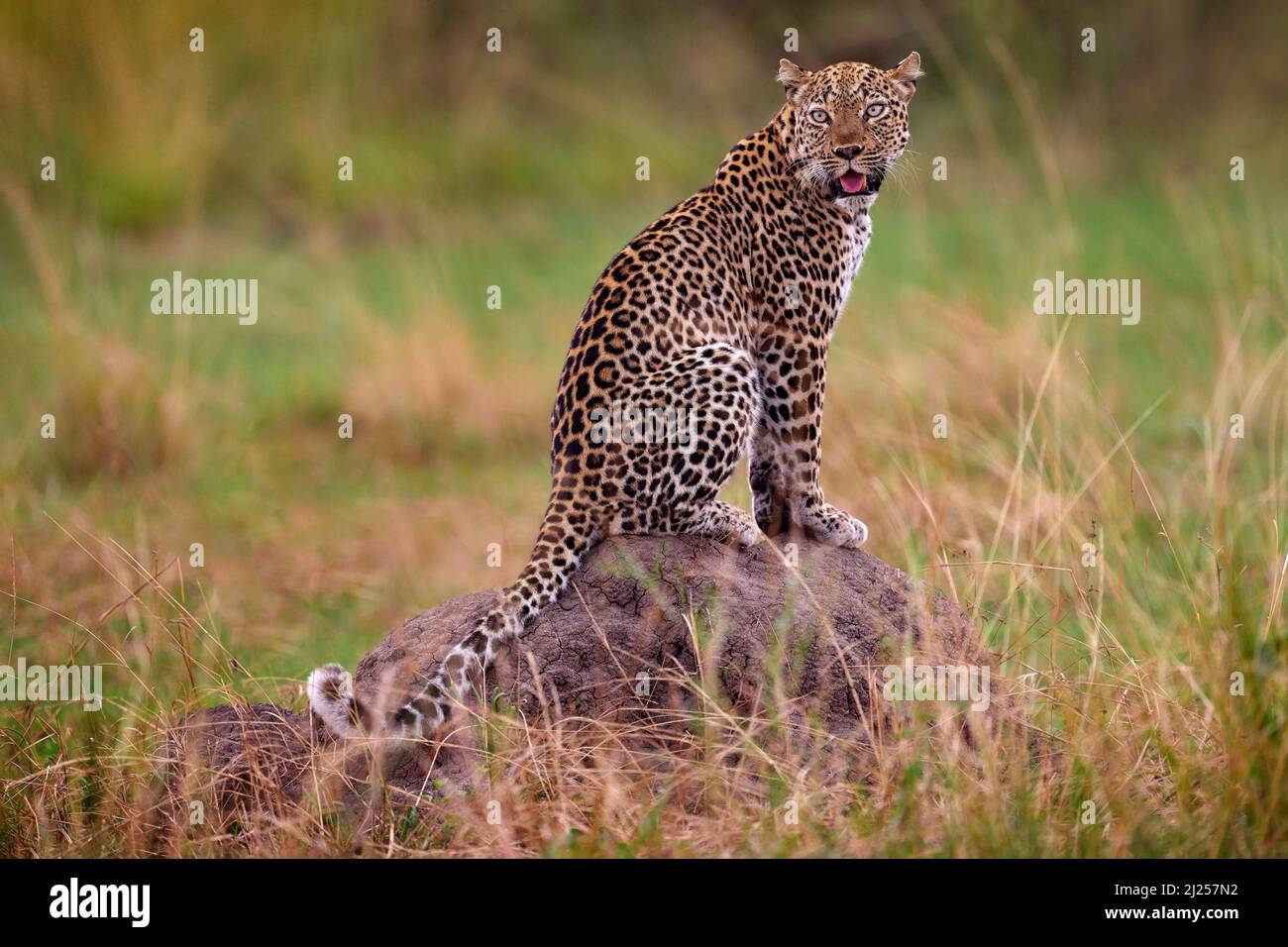 Die Tierwelt Ugandas. Leopard, Panthera pardus shortidei, verstecktes Kopfporträt im schönen Orangengras, große Wildkatze im Naturlebensraum, sonniger Tag Stockfoto