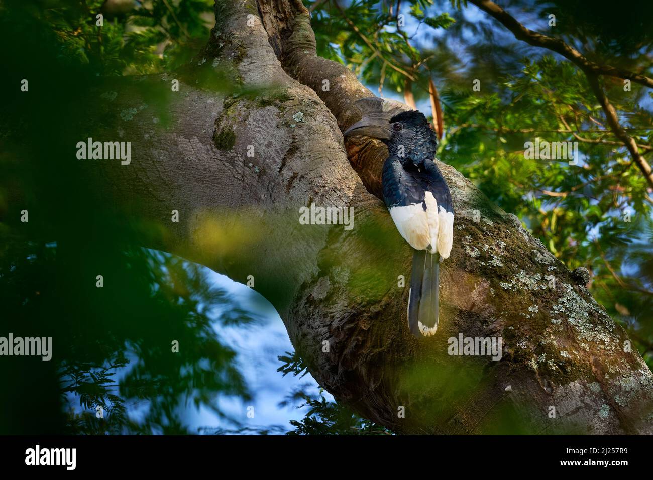 Schwarz-weiß-kastanierter Hornbill, Bycanistes subcylindricus, nahe dem Nestbaumloch in grüner Vegetation. Entebepark, Uganda in Afrika. Grau-meliert Stockfoto
