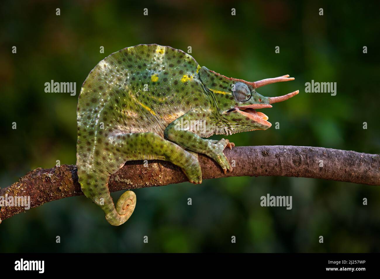 Trioceros deremensis, Usambara-Dreihornchamäleon und wellenförmiges Chamäleon am Zweig in Waldhabitat. Exotisch schönes endemisches grünes Reptil mit l Stockfoto