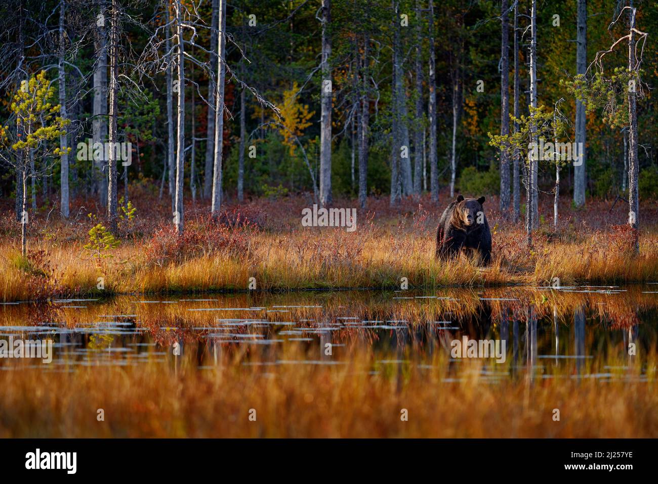 Herbstliche Natur. Bär versteckt in gelbem Wald. Fallen Bäume mit Bär, Spiegelreflexion. Schöner Braunbär, der um den See läuft, Herbstfarben, Finnland, Stockfoto