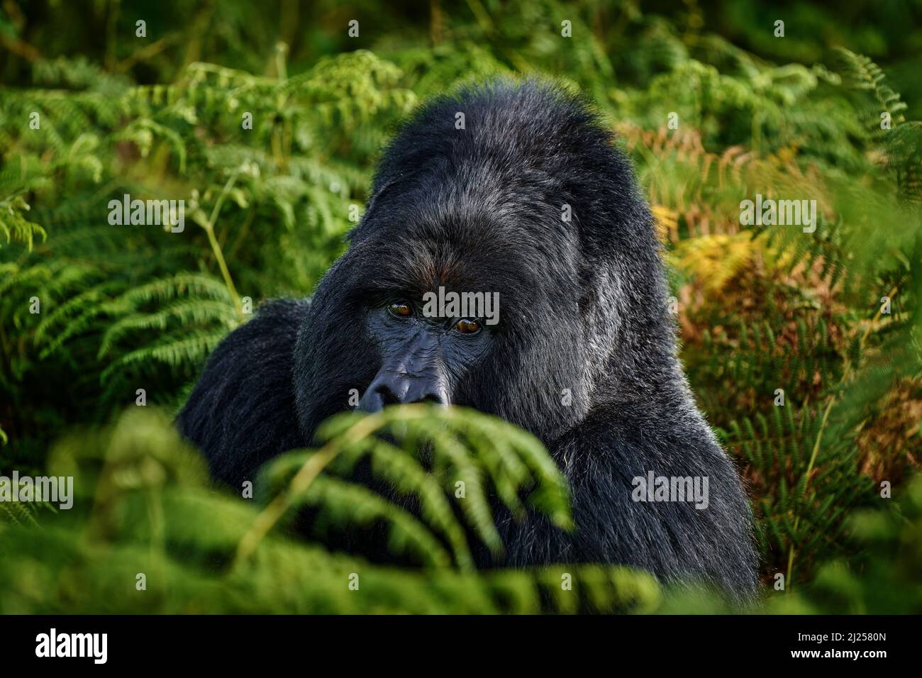 Nahaufnahme des Gorillas mit Wildtieren. Berggorilla, Mgahinga National Park in Uganda. Detail Kopf Porträt mit schönen Augen. . Wildtierszene Stockfoto
