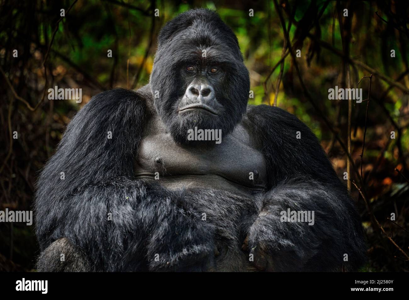 Gorilla - Nahaufnahme der Tierwelt von Berggorilla, Mgahinga National Park in Uganda. Detail Kopf Porträt mit schönen Augen. Wildtierszene Stockfoto