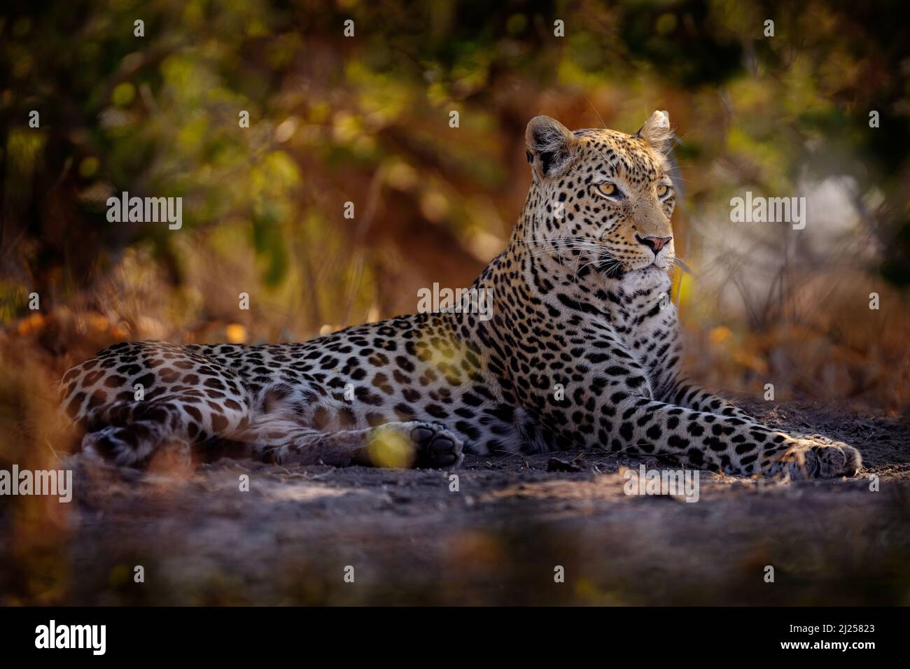 Leopard in Savuti, Chobe NP in Botswana. Afrikanische Tierwelt. Wilde Katze in der grünen Vegetation versteckt. Leopard in der Natur, unter dem Baum liegend. Stockfoto