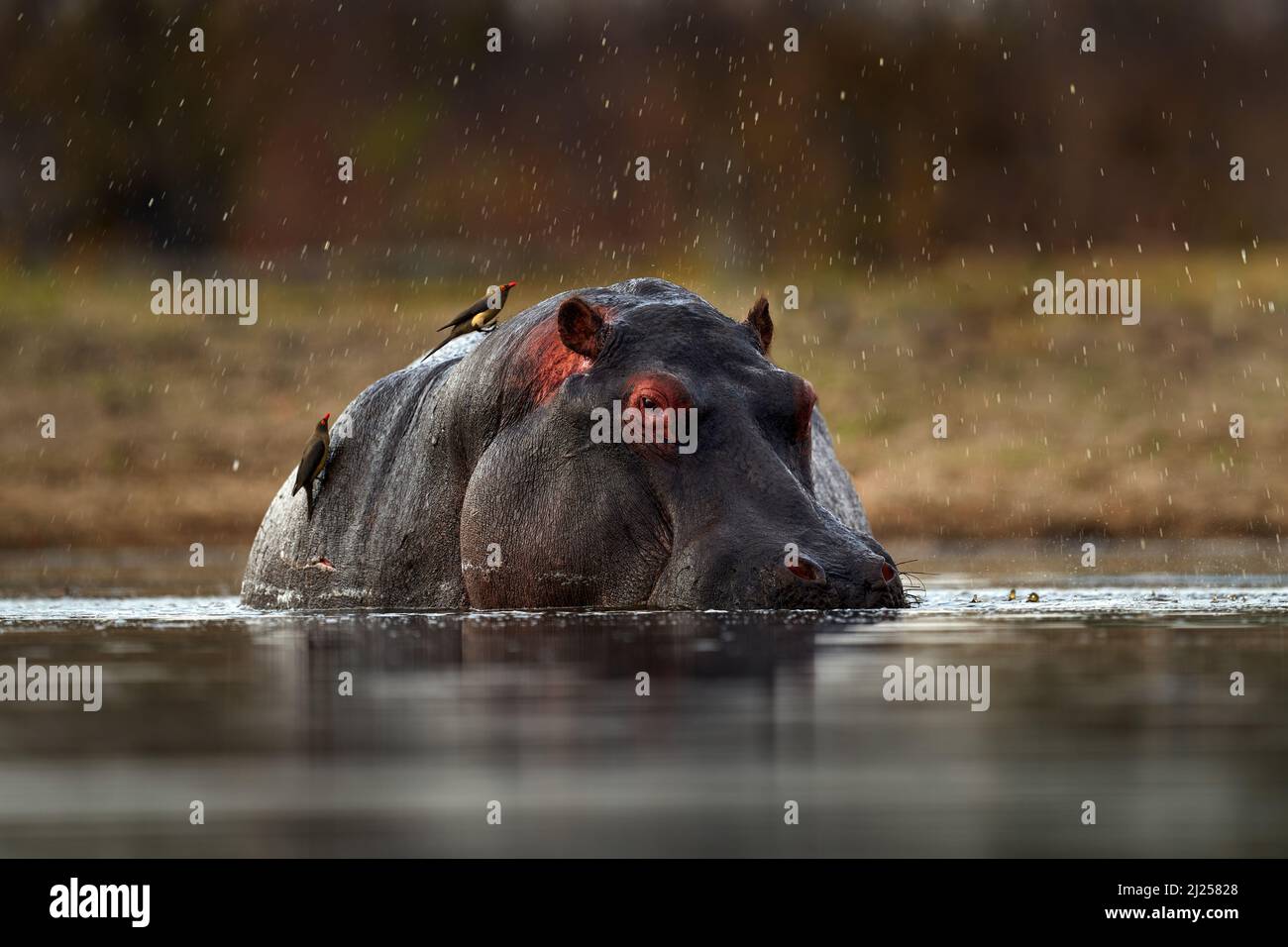Hippo mit Vögeln. Afrikanischer Hippopotamus, Hippopotamus amphibius capensis, mit Abendsonne, Tier im natürlichen Lebensraum Wasser, Khwai, Moremi in Botsw Stockfoto