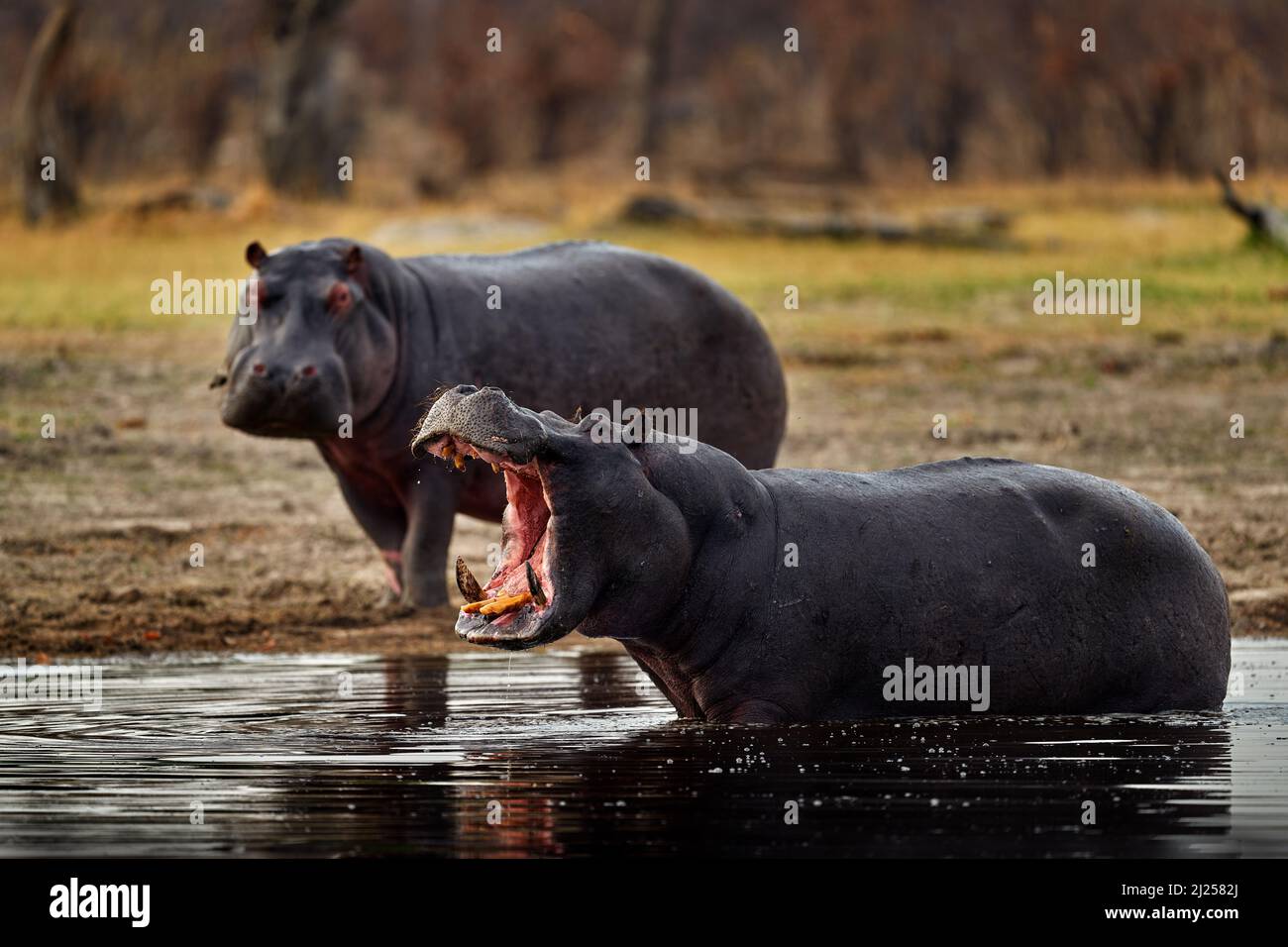 Botswanische Tierwelt. Nilpferd mit offenem Mund Schnauze mit Forellen, gefährdete Tiere im Wasser. Detail Porträt von Nilpferd Kopf. Nilpferd amphibius capens Stockfoto