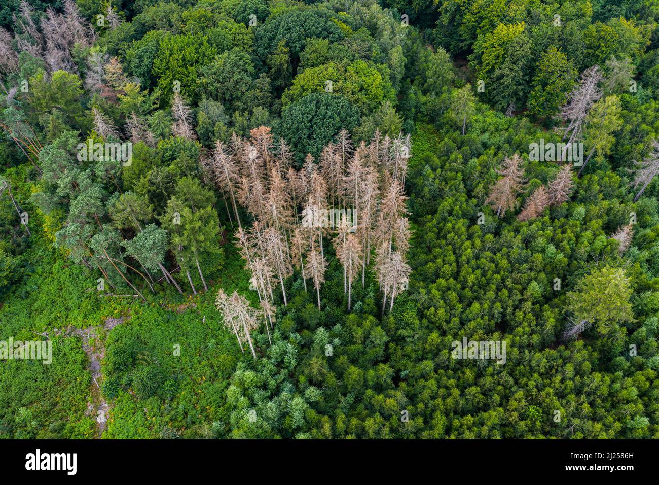 Waldsterben - Nadelbäume in den Wäldern sterben aufgrund von Dürre und Klimawandel Stockfoto