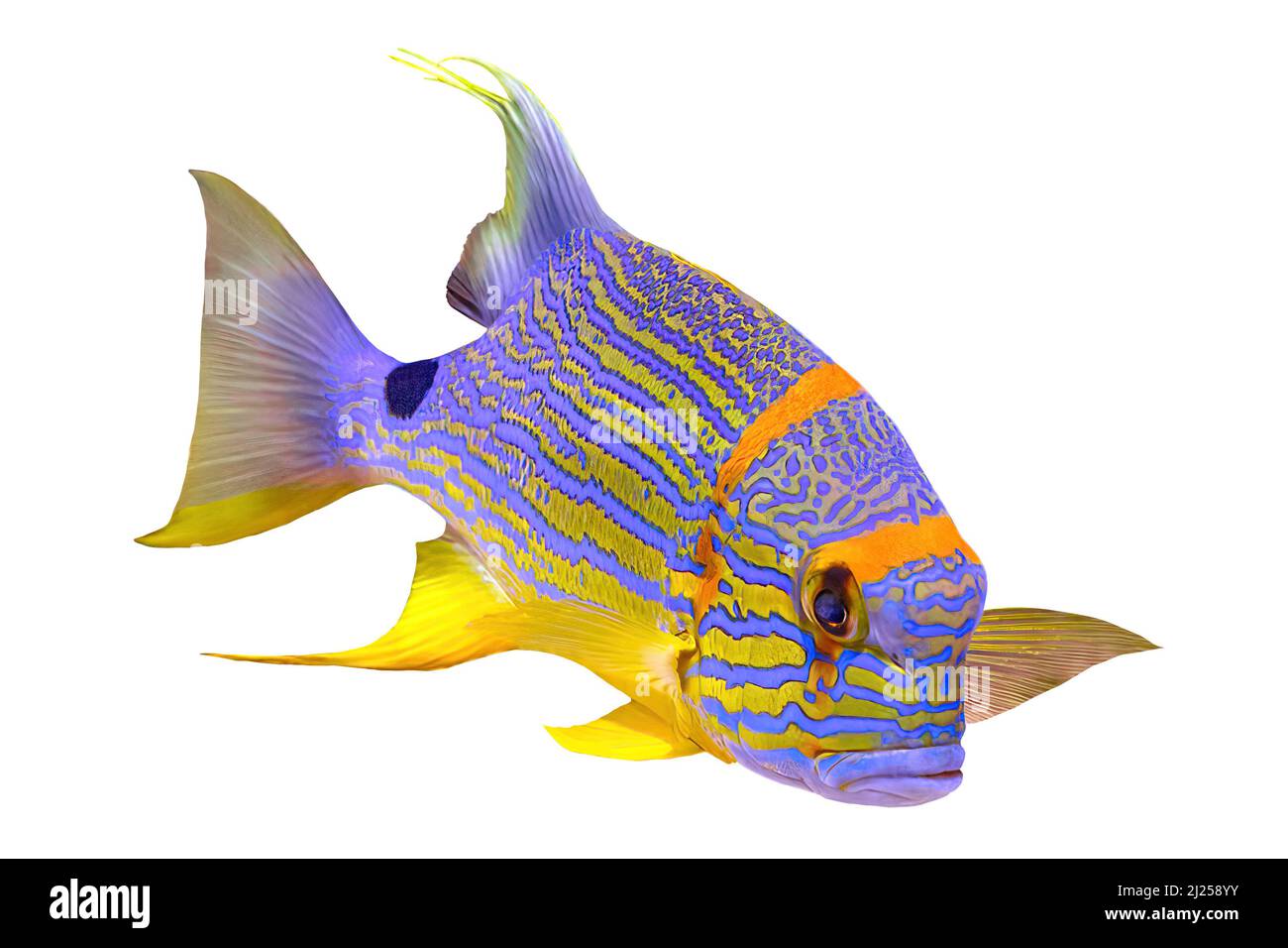 Segelflossen-Schnapperfisch oder blau gesäumte Seebrasse im Korallenriff. Symphorichthys spilurus Arten, die im östlichen Indischen Ozean und im westlichen Pazifik leben Stockfoto