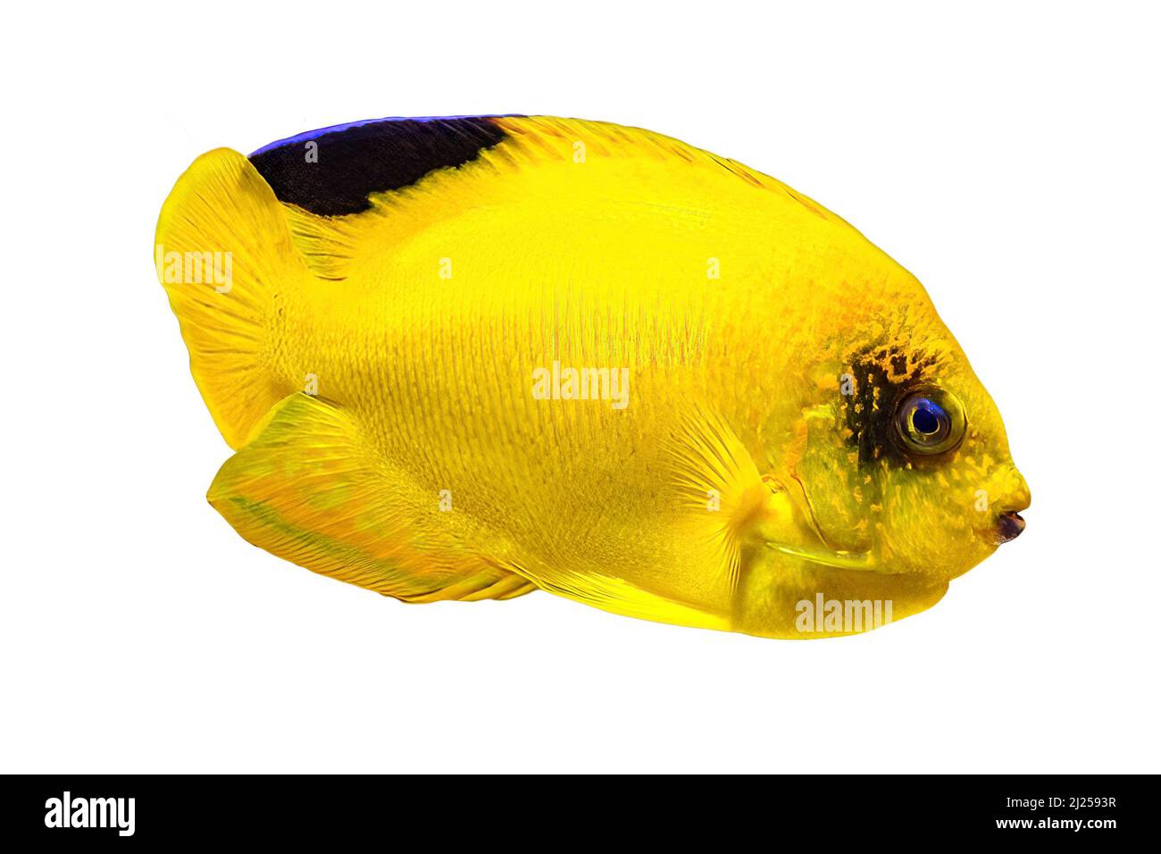 Der Angelfisch von Yellow Woodhead ist auf weißem Hintergrund isoliert. Centropyge woodheadi Arten von Angelfischen aus der Familie Pomacanthidae. Leben in Stockfoto