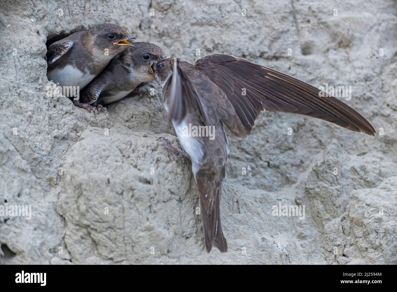 Sand Martin (Riparia riparia). Elternteil stopft das Futter tief in die weit offene Kehle des jungen Vogels, das Geschwisterchen geht mit leeren Händen / Riparia riparia Stockfoto