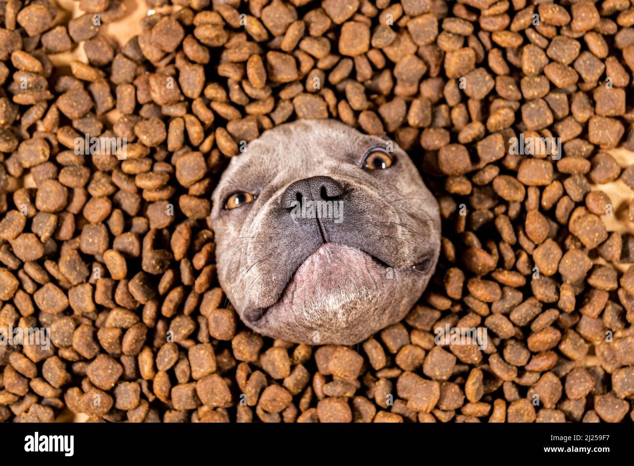 Happy French Bulldog schwimmt in einem Meer von Hundefutter - Stammbaum Ernährung Stockfoto