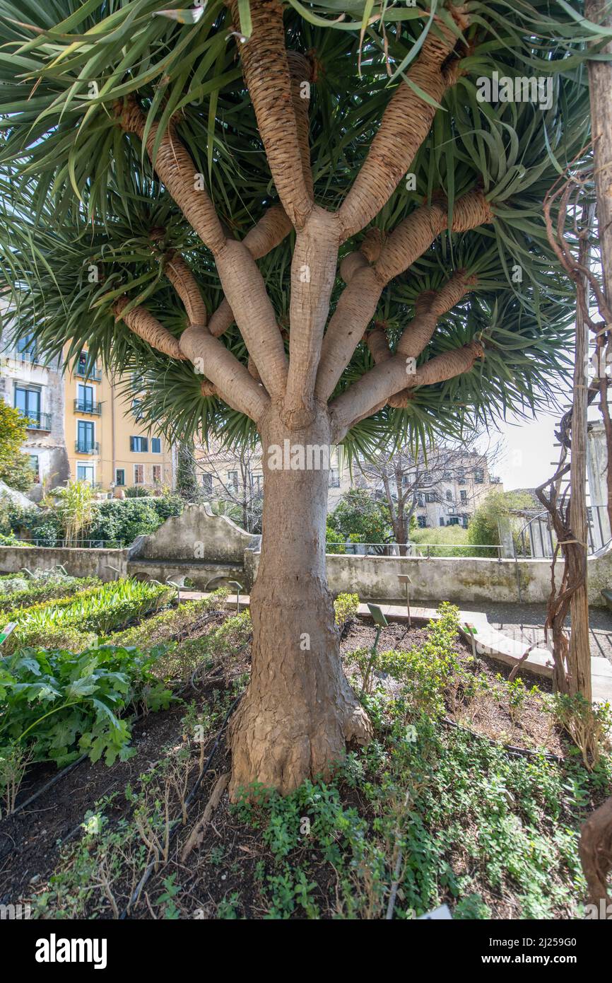 'Minerva's Garden' liegt am Rande des Burghügels, der das alte Salerno dominiert. Darin befindet sich der mittelalterliche 'Hortus sanitatis' (H Stockfoto