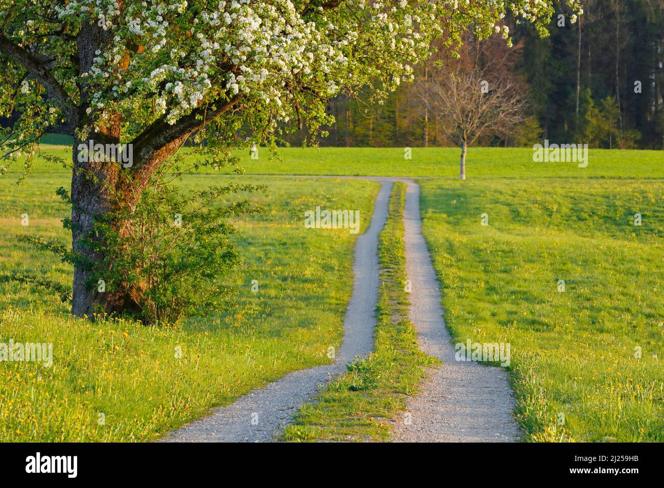 Feldweg im Frühling, gesäumt von Blumenwiesen und einem blühenden Obstbaum. Schweiz Stockfoto