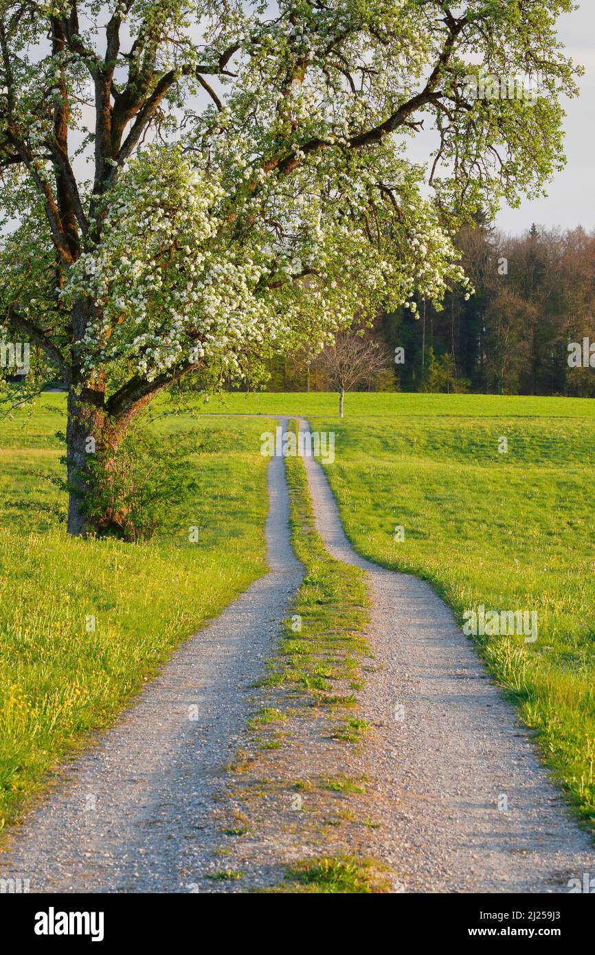 Feldweg im Frühling, gesäumt von Blumenwiesen und einem blühenden Obstbaum. Schweiz Stockfoto