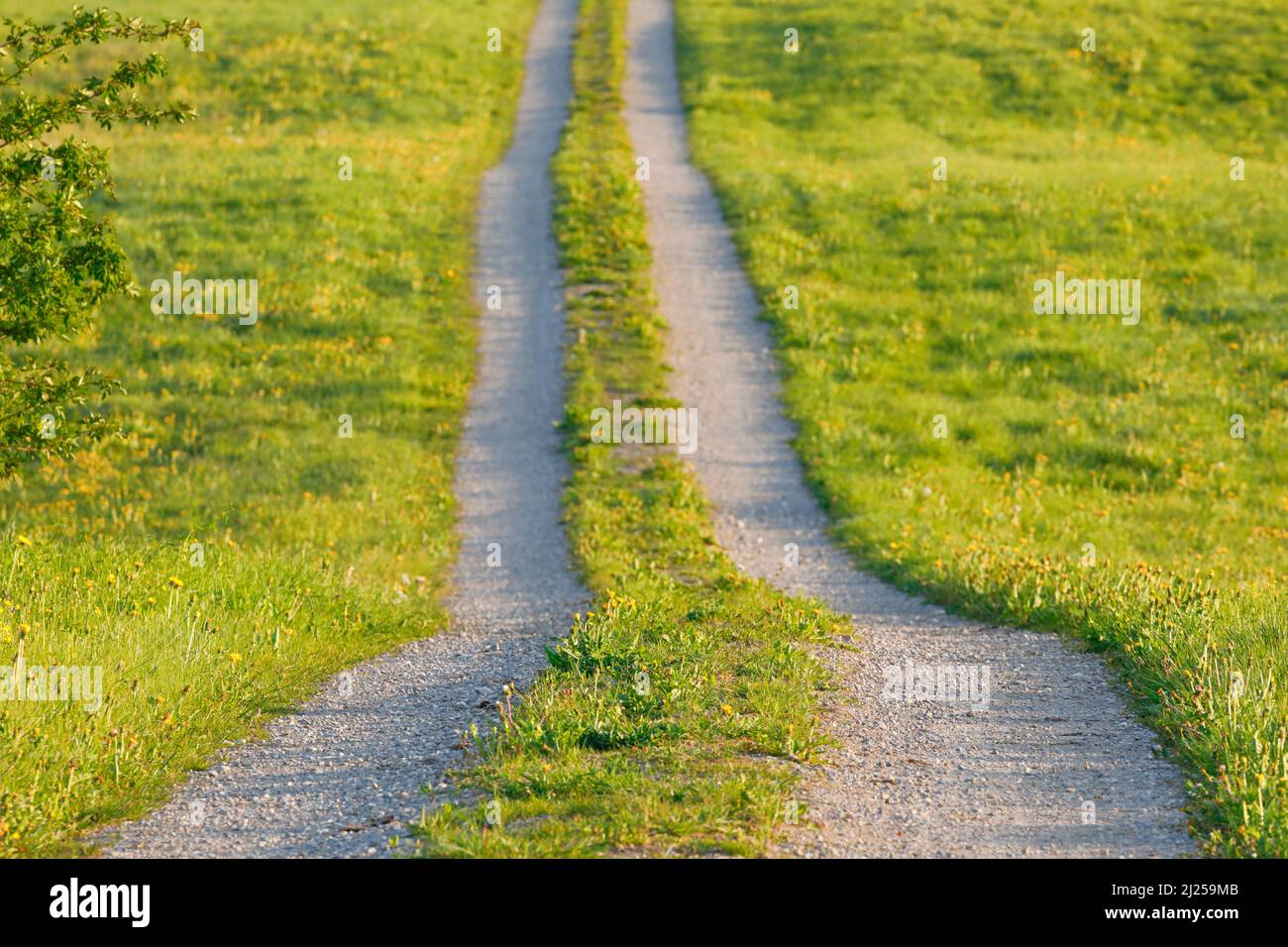 Feldweg im Frühling, gesäumt von blühenden Wiesen. Schweiz Stockfoto