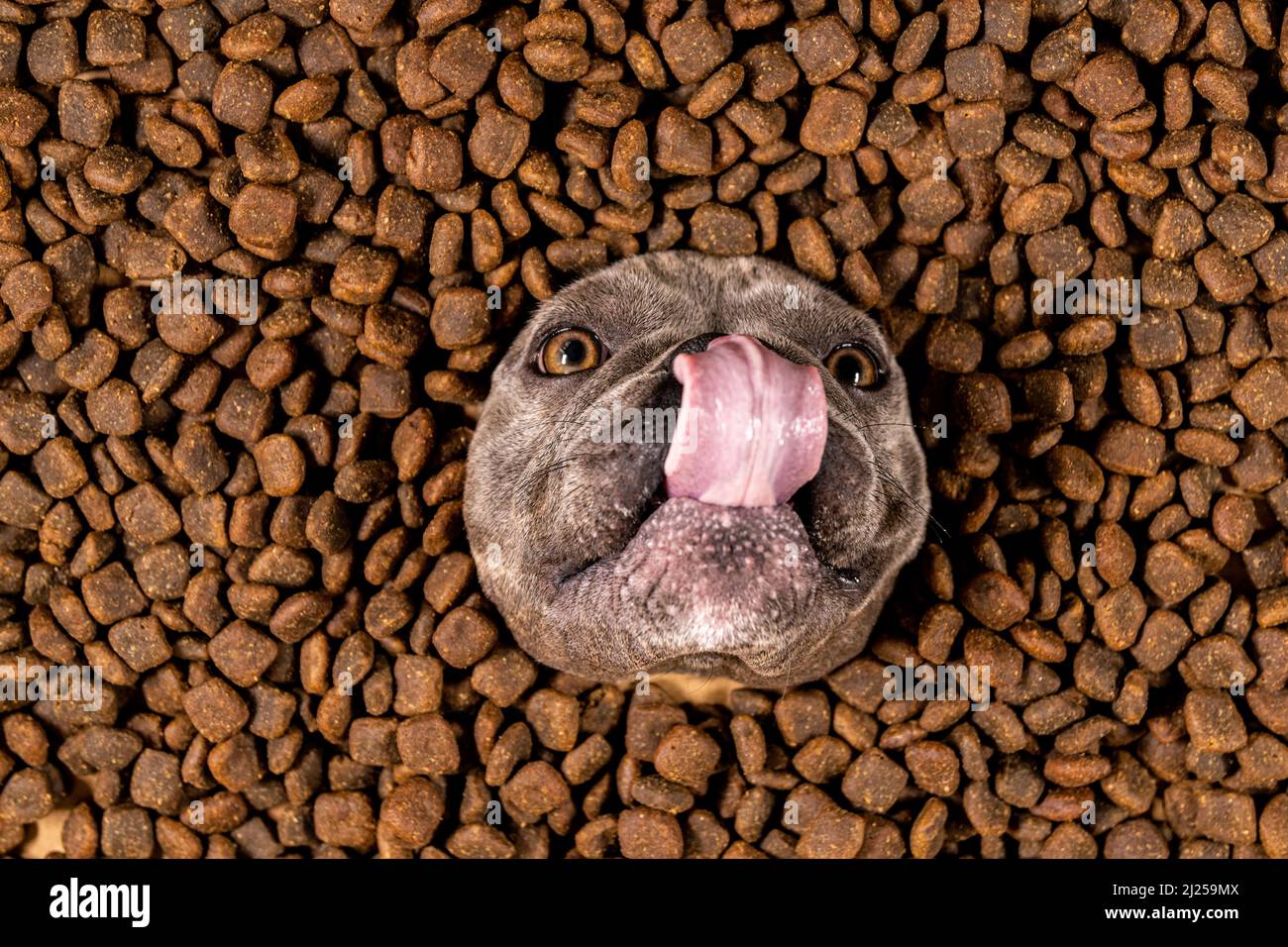 Happy French Bulldog schwimmt in einem Meer von Hundefutter - Stammbaum Ernährung Stockfoto