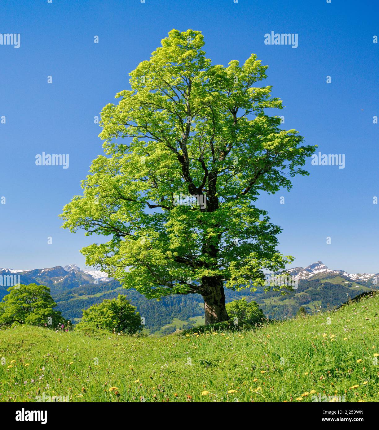 Freistehender Bergahorn-Ahorn (Acer pseudoplatanus) im Frühling. Bei Ennetbuehl in Toggenburg mit Speer im Hintergrund, Kanton St. Gallen, Schweiz Stockfoto