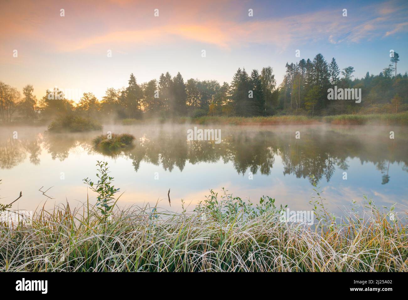 Herbstliche Morgenstimmung am Teich im Naturschutzgebiet Wildert in Illnaus. Raureif bedeckt die Vegetation im Vordergrund und Nebel schwebt über dem Wasser. Kanton Zürich, Schweiz Stockfoto