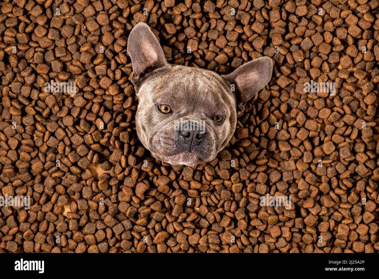 Happy French Bulldog schwimmt in einem Meer von Hundefutter - Stammbaum Ernährung Stockfoto