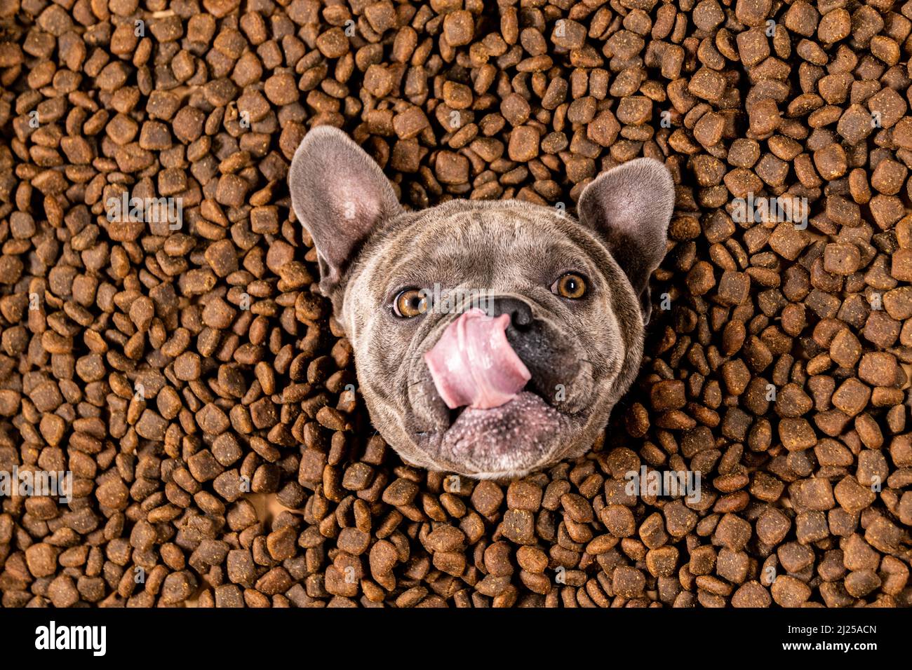 Happy French Bulldog schwimmt in einem Meer von Hundefutter - Stammbaum Ernährung Stockfoto