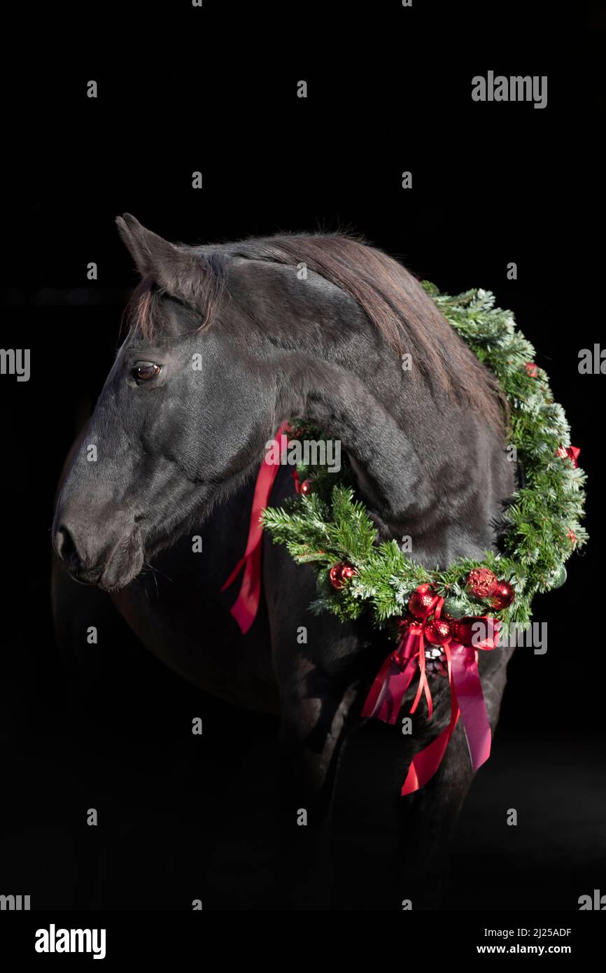 Wielkopolski. Porträt eines schwarzen Pferdes mit einem Weihnachtskranz vor schwarzem Hintergrund Stockfoto