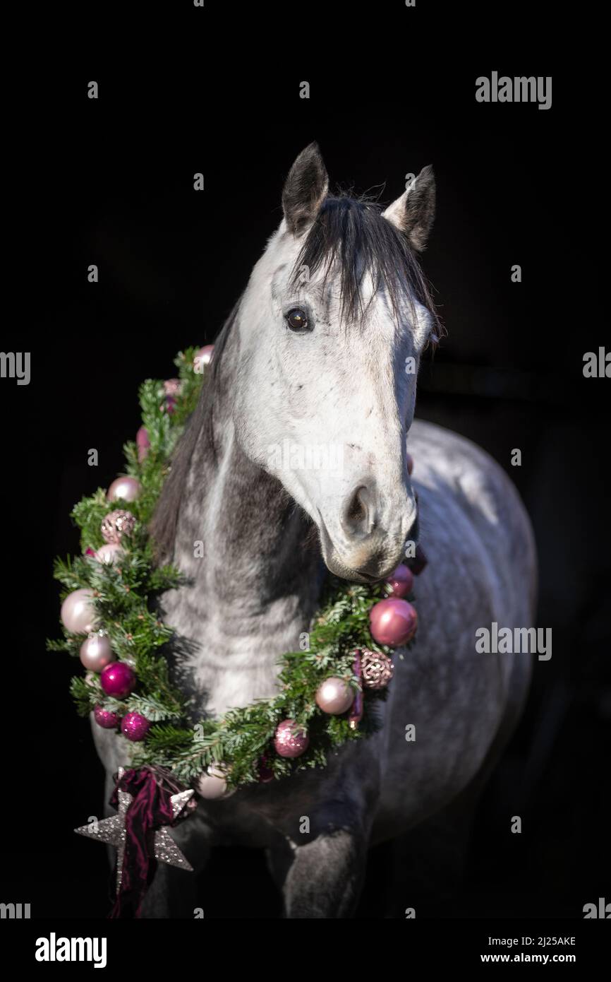 Französisches Vollblut. Porträt eines grauen Pferdes mit einem Weihnachtskranz vor schwarzem Hintergrund Stockfoto