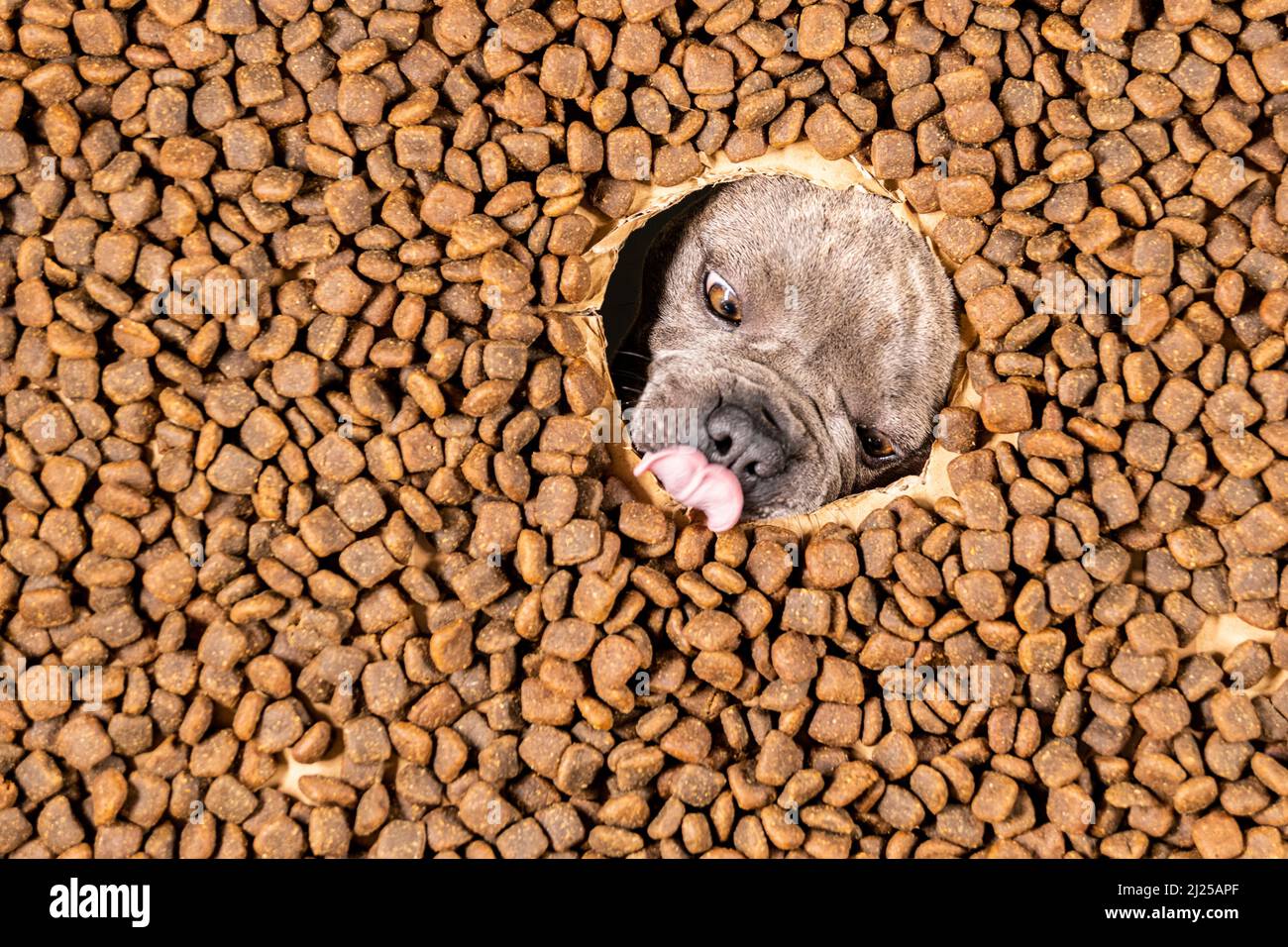 Happy French Bulldog schwimmt in einem Meer von Hundefutter - Stammbaum Ernährung Stockfoto