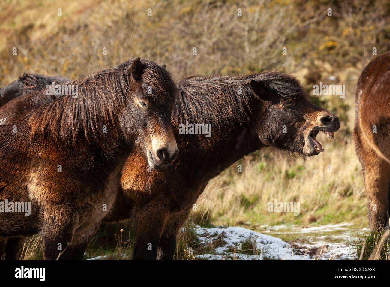 Exmoor Ponys mit einem Gähnen, Stockfoto