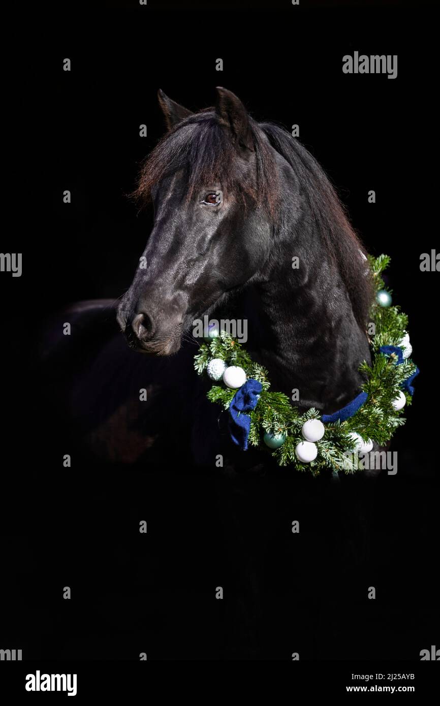 Reines Spanisches Pferd, Andalusisch. Porträt eines schwarzen Pferdes mit einem Weihnachtskranz vor schwarzem Hintergrund Stockfoto