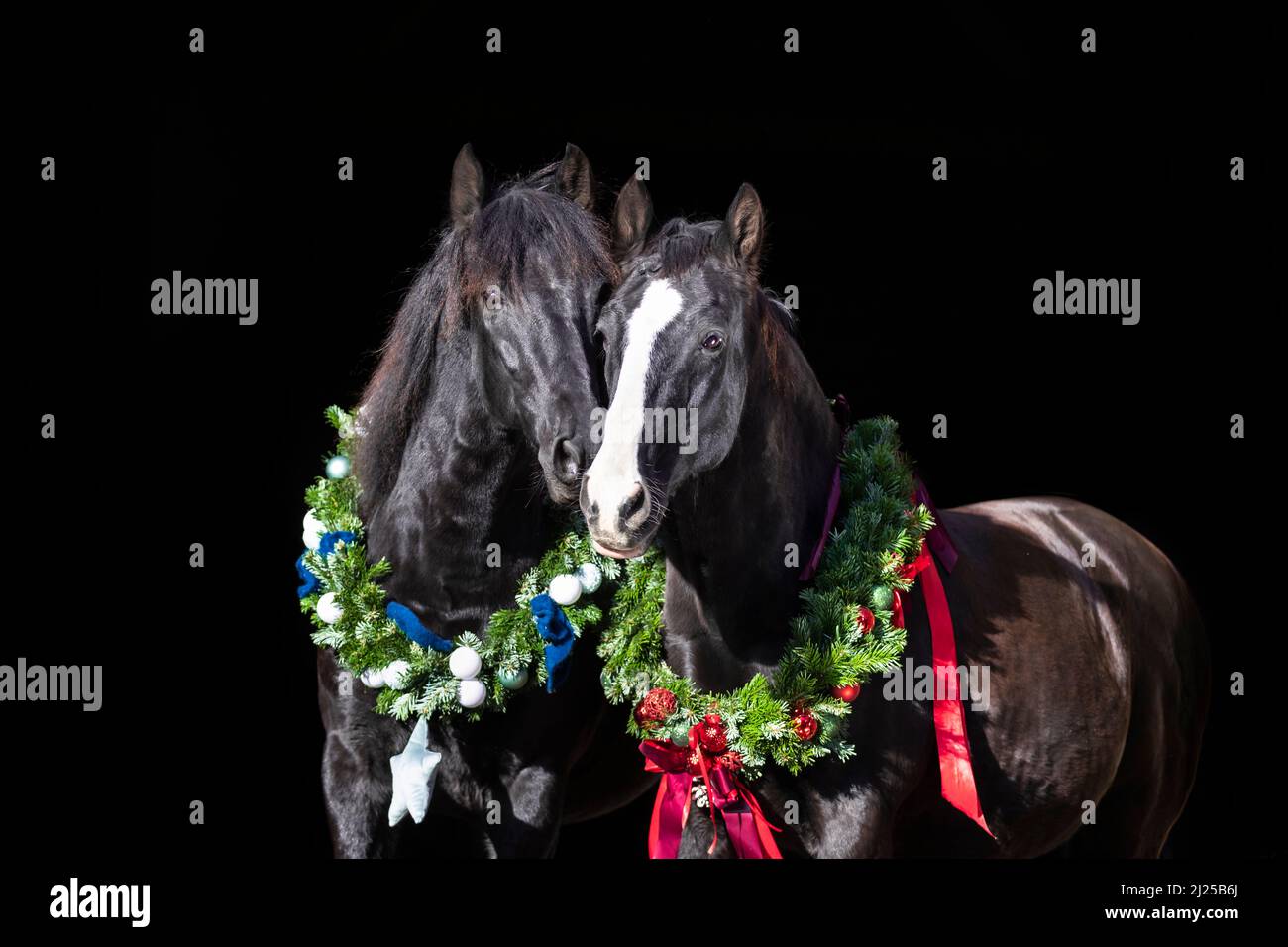 Oldenburger Pferd und reines spanisches Pferd, andalusisch. Porträt von zwei schwarzen Pferden in Weihnachtskränzen, vor schwarzem Hintergrund Stockfoto