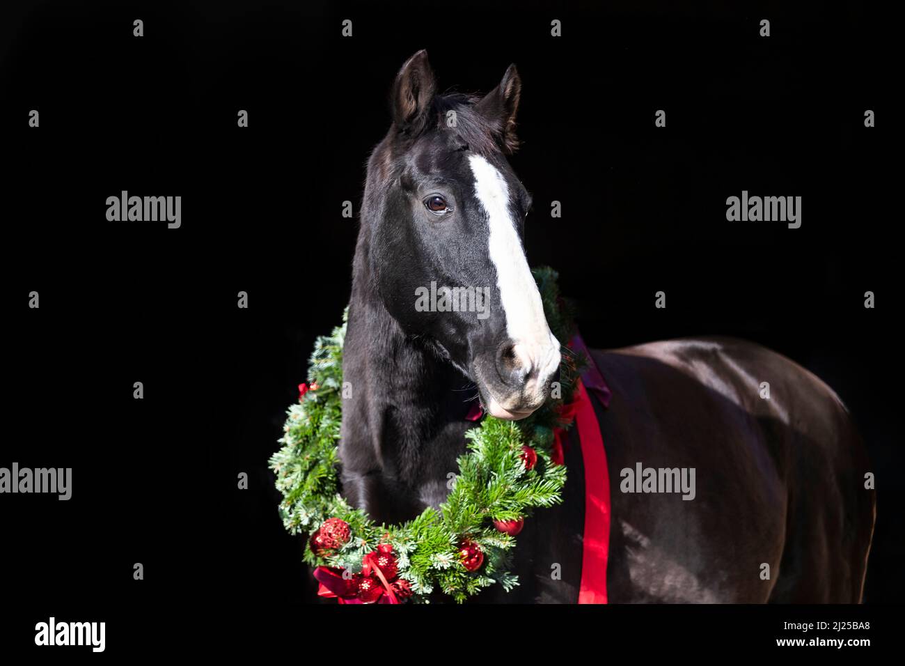 Oldenburger Pferd. Porträt eines schwarzen Seniorpferdes mit einem Weihnachtskranz vor schwarzem Hintergrund Stockfoto