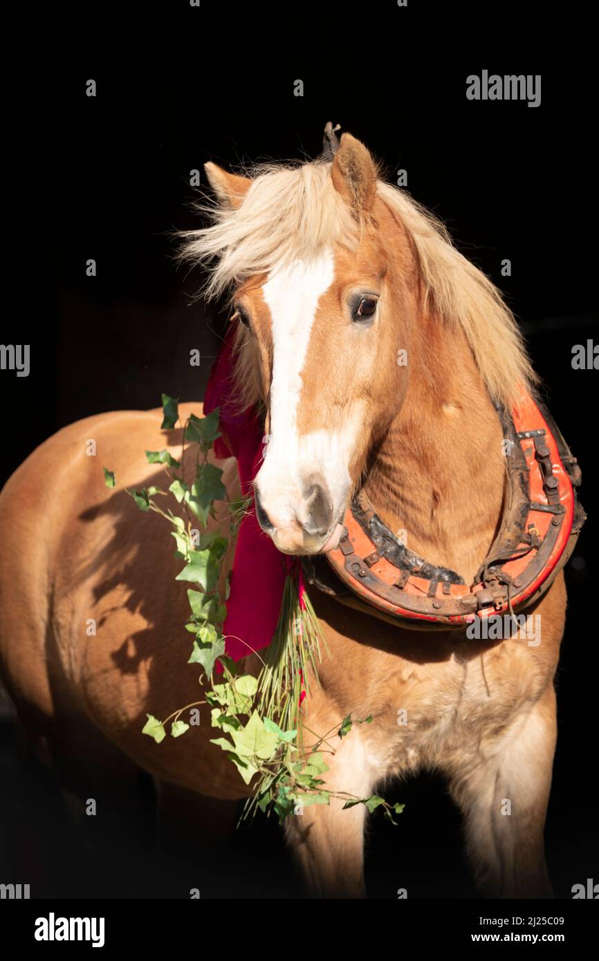 Haflinger Pferd. Porträt eines älteren Erwachsenen, der ein Halsband mit weihnachtlichen Dekorationen auf schwarzem Hintergrund trägt Stockfoto