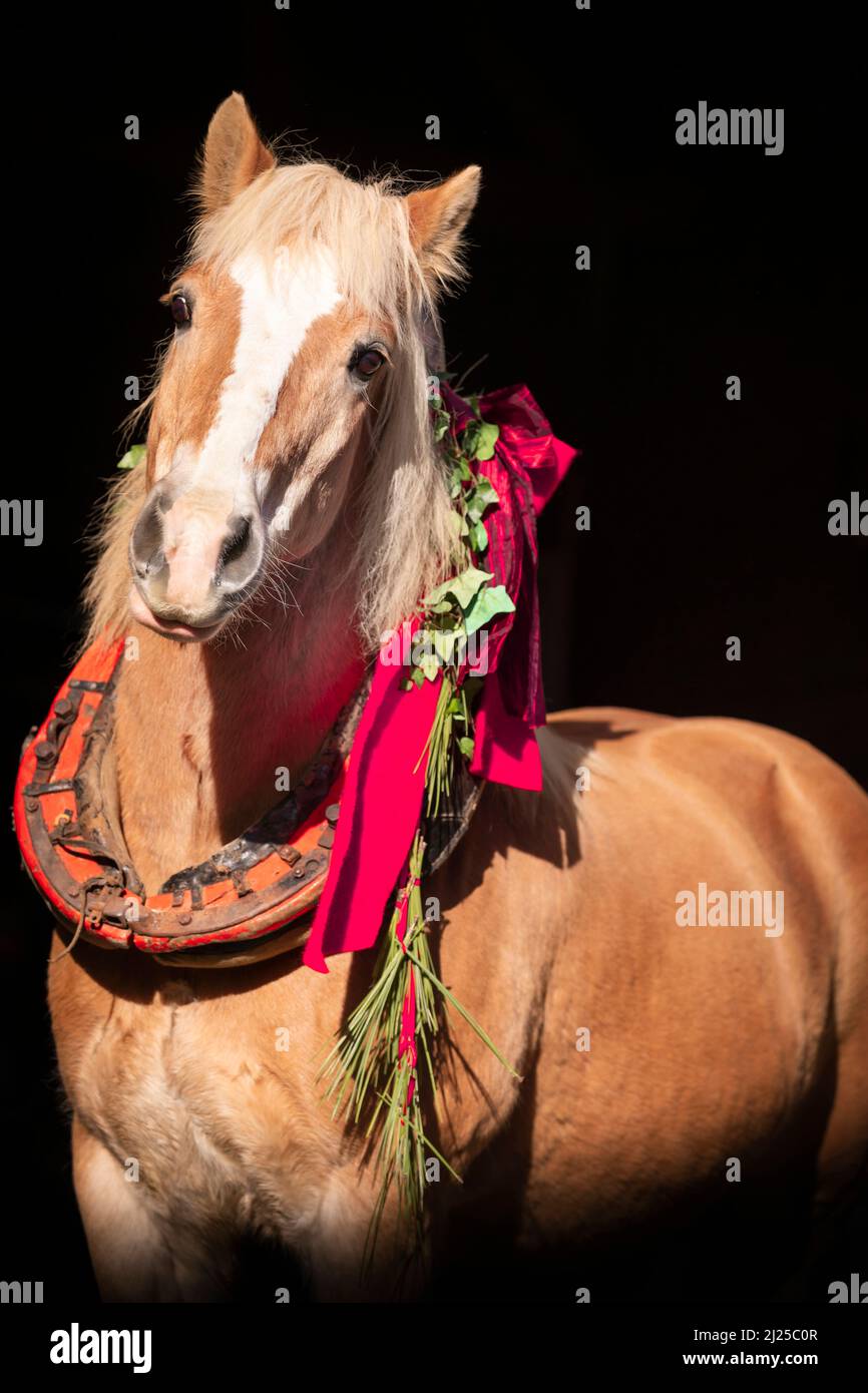 Haflinger Pferd. Porträt eines älteren Erwachsenen, der ein Halsband mit weihnachtlichen Dekorationen auf schwarzem Hintergrund trägt Stockfoto