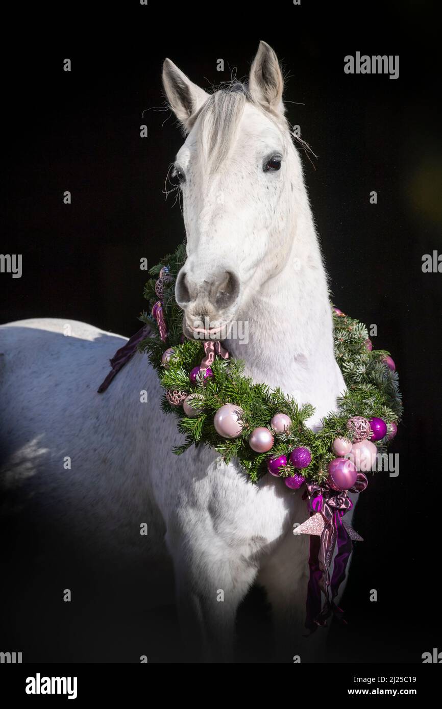 Postier Breton. Porträt einer grauen Stute mit einem Weihnachtskranz vor schwarzem Hintergrund Stockfoto